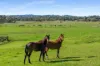 187 Walkers Road, Avoca, NSW 2577-Image