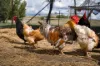 1878 Trunkey Road, Georges Plains, NSW 2795-Image