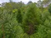 1896 Noosa Road, Traveston, Qld 4570-Image