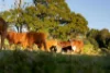 19 Middleton Road, Witta, Qld 4552-Image