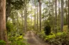 19 Repton Street, Pullenvale, Qld 4069-Image