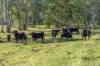 190 Rileys Hill Road, Broadwater, NSW 2472-Image