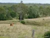 191 Hamilton Road, Nanango, Qld 4615-Image