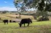 1925 Willina Road, Bunyah, NSW 2429-Image