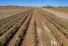 193 Comley Road, Barmera, SA 5345-Image