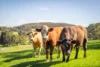 195 Boyle Swamp Road, Mylor, SA 5153-Image