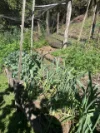 1967 Kalang Road, Kalang, NSW 2454-Image