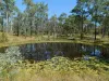 198 Burkes Road, Booie, Qld 4610-Image