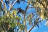 2/278 Mulvena Road, Larnook, NSW 2480-Image