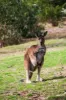 2 Tilmouth Road, Paracombe, SA 5132-Image