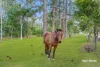 2051 Beaudesert - Beenleigh Road, Tamborine, Qld 4270-Image