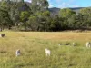 210 Harrisons Back Road, Moonambel, Vic 3478-Image