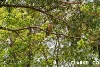 212 Bald Knob Road, Peachester, Qld 4519-Image