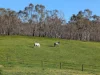 219 Archer Hill Road, Highland Valley, SA 5255-Image