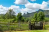 219 Stony Chute Road, Nimbin, NSW 2480-Image