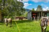 219 Stony Chute Road, Nimbin, NSW 2480-Image