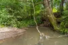 219 Stony Chute Road, Nimbin, NSW 2480-Image