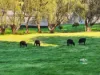 22 Nason Street, Korumburra, Vic 3950-Image