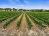 229 Neagles Rock Road, Clare, SA 5453-Image