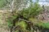 230 Inverleigh-Shelford Road, Inverleigh, Vic 3321-Image
