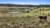238 Bauple Drive, Bauple, Qld 4650-Image