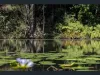 24 Carroo Lane, Ridgewood, Qld 4563-Image