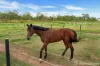 245 Gilmore Road, Mareeba, Qld 4880-Image