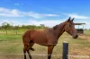 245 Gilmore Road, Mareeba, Qld 4880-Image