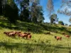 246-274 Rasmussen Road, Neurum, Qld 4514-Image