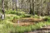 25 Dingo Gully Road, Grevillia, NSW 2474-Image