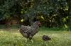 2574 Moggill Road, Pinjarra Hills, Qld 4069-Image