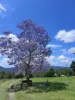 263 Darlington Range Road, Canungra, Qld 4275-Image