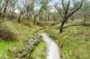 272 Curragh Road, Trunkey Creek, NSW 2795-Image