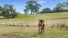 273 Tugalong Road, Canyonleigh, NSW 2577-Image