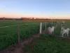 27691 Eyre Highway, Yaninee, SA 5653-Image