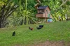 278 Highlands Road, Eudlo, Qld 4554-Image