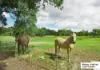 2785 Epping-Kilmore Road, Wallan, Vic 3756-Image