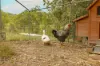 279 Lawnville Road, Black Mountain, Qld 4563-Image