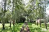 28 Imrie Close, Lake Eacham, Qld 4884
