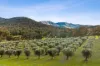 290 Riverlea Road, Mudgee, NSW 2850-Image