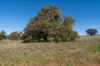 292 Carnaby Boulevard, Ginginup, WA 6503-Image