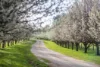 293 Todd Road, Jupiter Creek, SA 5153-Image