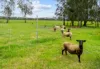 2A Russell Road, Woodford Island, NSW 2463-Image