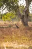 30 Brookman Road, Meadows, SA 5201-Image