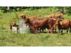 3015 Maleny Kenilworth Road, Cambroon, Qld 4552-Image