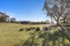 3150 Jerangle Road, Jerangle, NSW 2630-Image