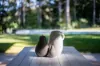 34 Manor Hill Close, Holgate, NSW 2250-Image