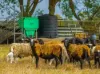 343 Suthers Road, Dunmora, Qld 4650-Image