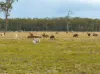 343 Suthers Road, Dunmora, Qld 4650-Image