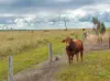 343 Suthers Road, Dunmora, Qld 4650-Image